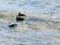 Eiders 06.jpg