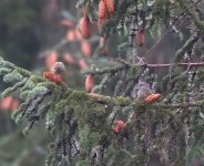 Crossbill1.jpg