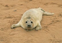 Grey-Seals-Horsey-(1)-08120.jpg