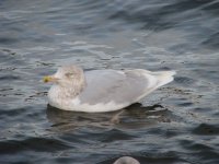 glaucgullnemos1207.jpg