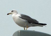 gull1.jpg