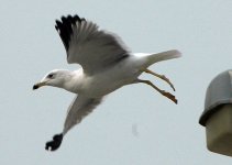 gull2.jpg