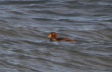 King Eider Girdle Ness 060108a.jpg