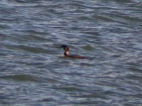 Great Northern Diver Girdle Ness 060108a.jpg