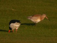 Bartailed Godwit Girdle Ness 060108c.jpg