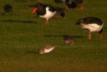 Dunlin Girdle Ness 060108a.jpg