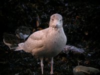 Glaucous Gull Girdle Ness 060108b.jpg