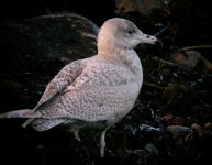 Glaucous Gull Girdle Ness 060108j.jpg