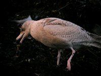 Glaucous Gull Girdle Ness 060108d.jpg