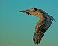 Pelican-IF-3661_filteredMedium.jpg