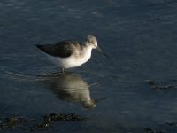 greenshank carlingford jan 08.jpg