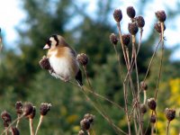 goldfinch rockmarshal jan 07.jpg