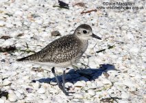 Plover16A4-0034.jpg