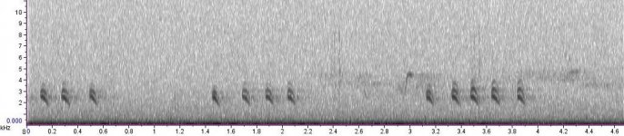 'British' or 1A Crossbill excitement calls.jpg