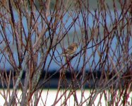 redpoll rockmarshal jan 08.jpg