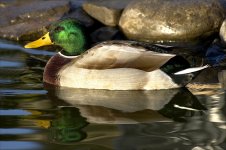 04- Mallard Drake.jpg