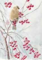 2008 Pine Grosbeak and Crab Apple.jpg