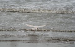 tn_Iceland Gull Cruisetown 09A.JPG