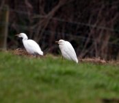 cattle egrets park farm 28-01-08a.JPG