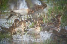 SNOW BUNTING.jpg