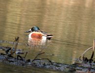 tn_Shoveler at Beaulieu Pond .JPG