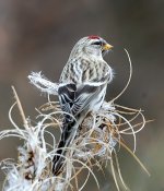 redpoll 02.jpg