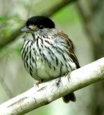 African-Broadbill.jpg