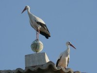 L1130709_White Stork.jpg