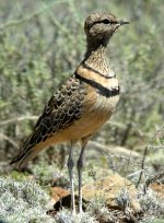 Double-banded-Courser.jpg