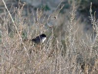 L1130724_Sardinian Warbler.jpg