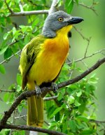 Grey-headed-Bush-Shrike.jpg