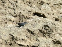 L1130731_Blue Rock Thrush.jpg