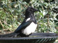 magpie.27.3.JPG