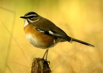 Eastern-Bearded-Scrub-Robin.jpg