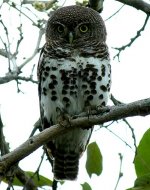 African-Barred-Owlet.jpg