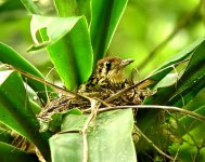 Spotted-Ground-Thrush.jpg