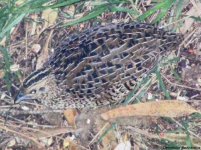 Stubble Quail (fem).JPG