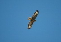 buzzard no 2.jpg