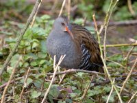 WaterRail 2.jpg