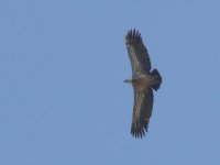 L1140033_Griffon Vulture.jpg