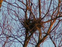 Crows Nest.jpg