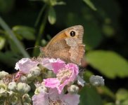 maybemeadowbrown.jpg