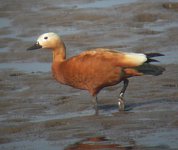 Ruddy-Shelduck14.jpg