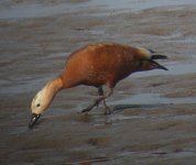 Ruddy-Shelduck17.jpg