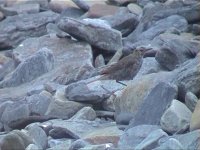 pipit8.jpg