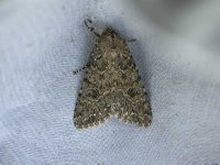 Moth150504garden.jpg