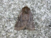 Moth150504garden3.jpg