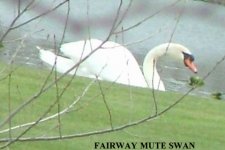 Copy of fairway swan.jpg