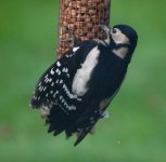 Woodpecker F3.jpg