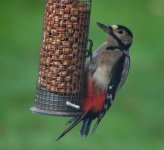 Woodpecker F4.jpg